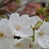 花 甲斐市 山梨県 DSC02786