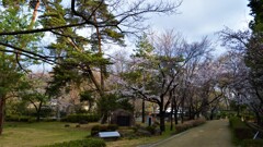 花 万力公園 山梨市 山梨県 DSC_0017