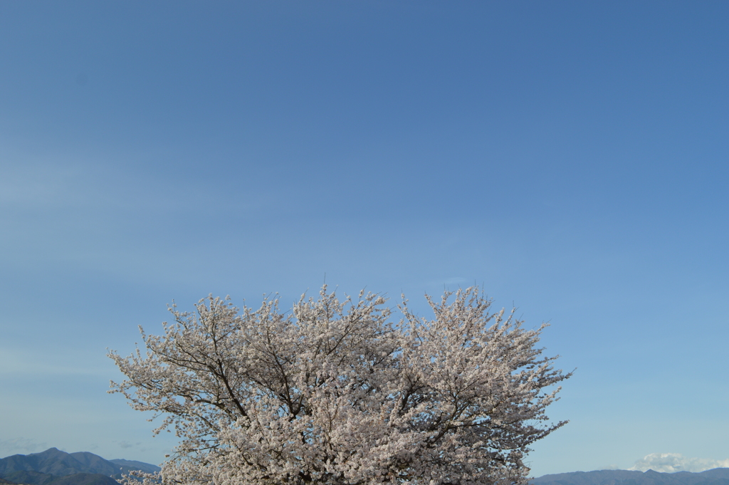 桜の名所 笛吹川 笛吹市 山梨県