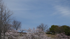 山梨県笛吹川フルーツ公園 山梨市 山梨県