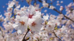 花 勝沼ぶどう郷駅 甲州市 山梨県 DSC02289