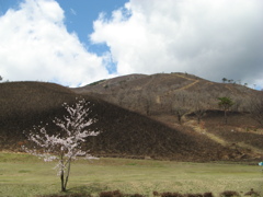 春の道後山