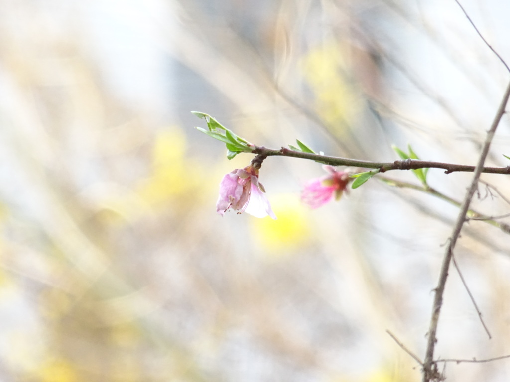 桃の花