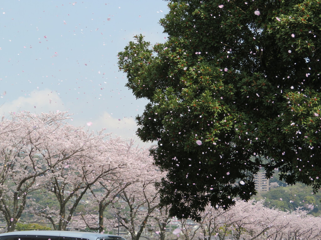 桜吹雪
