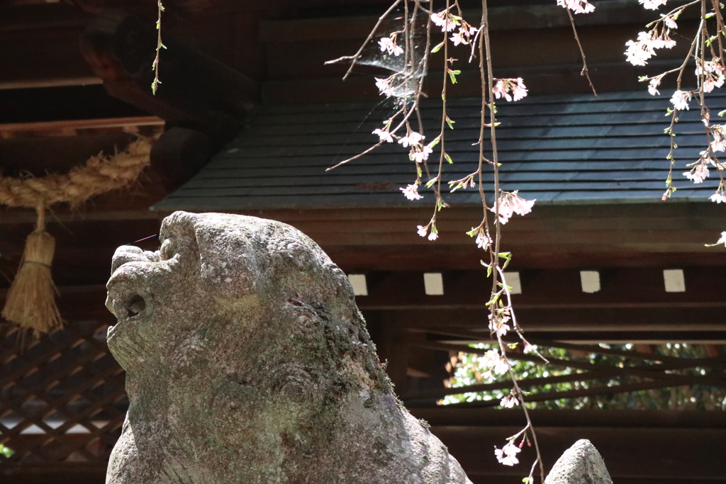 神社の桜