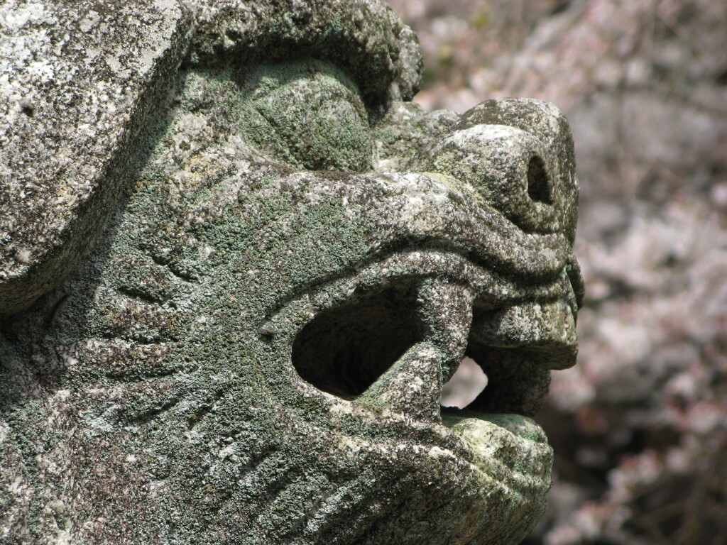 狛犬と桜