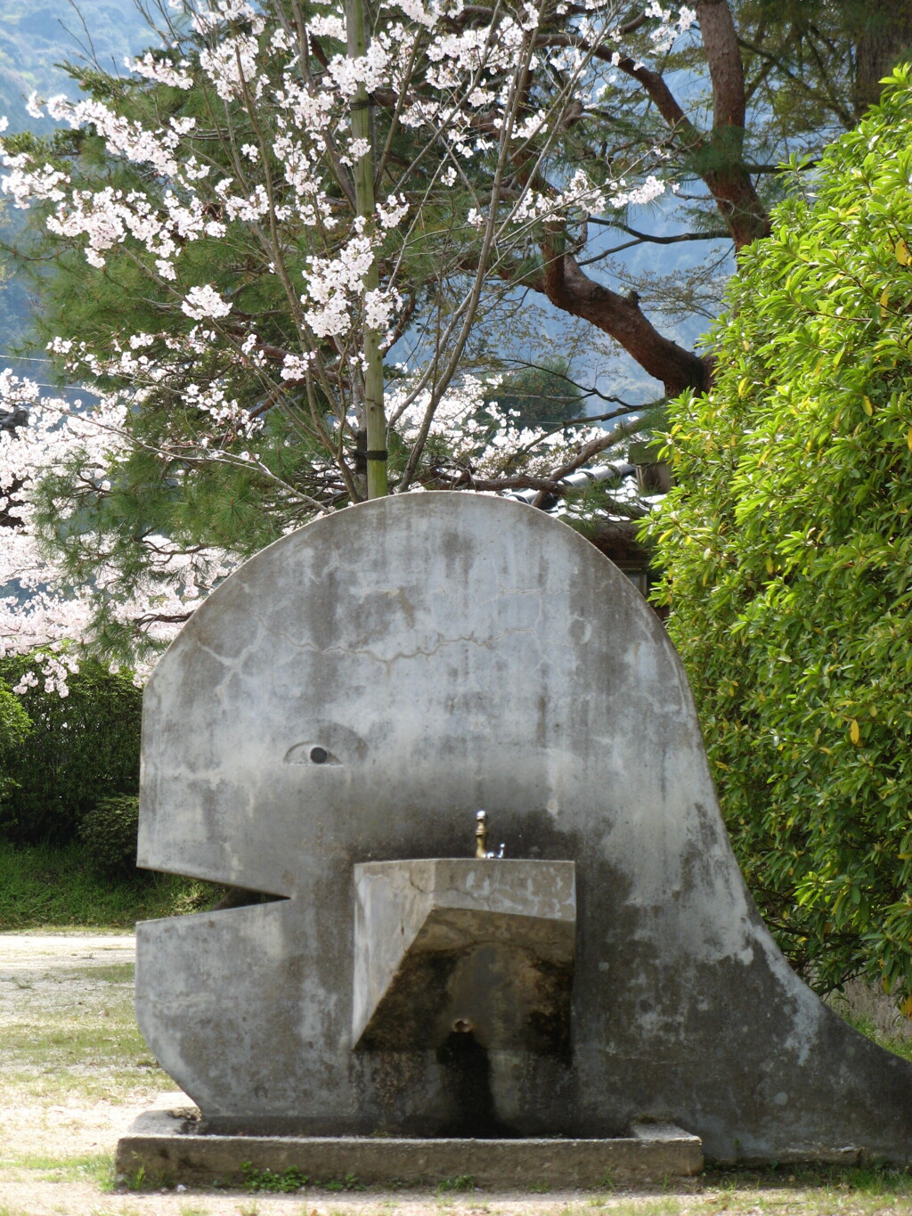 鯨と桜