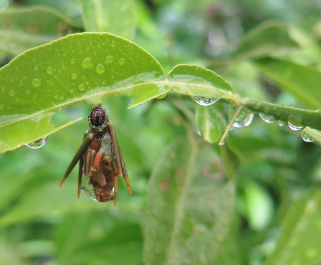 雨あがり　スダチと蓑虫