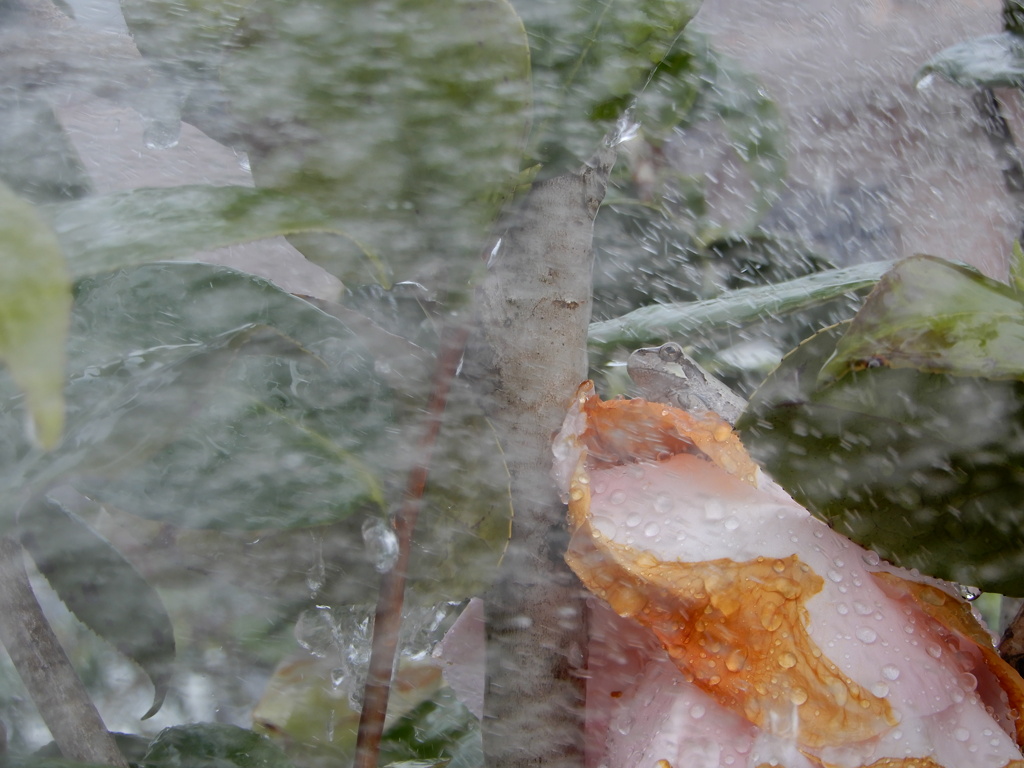 雨の日