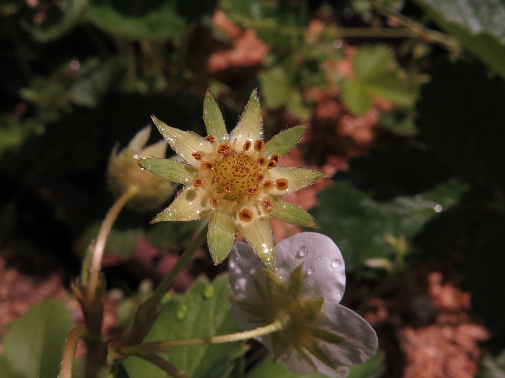苺の花の終わり