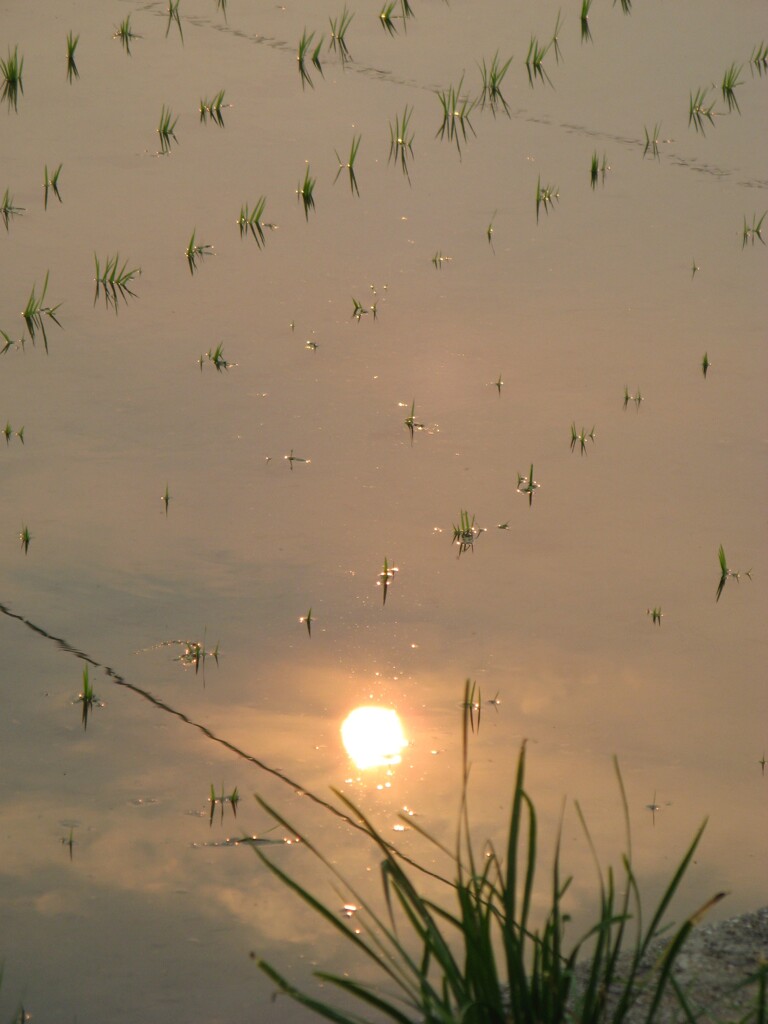 夕焼けの植田