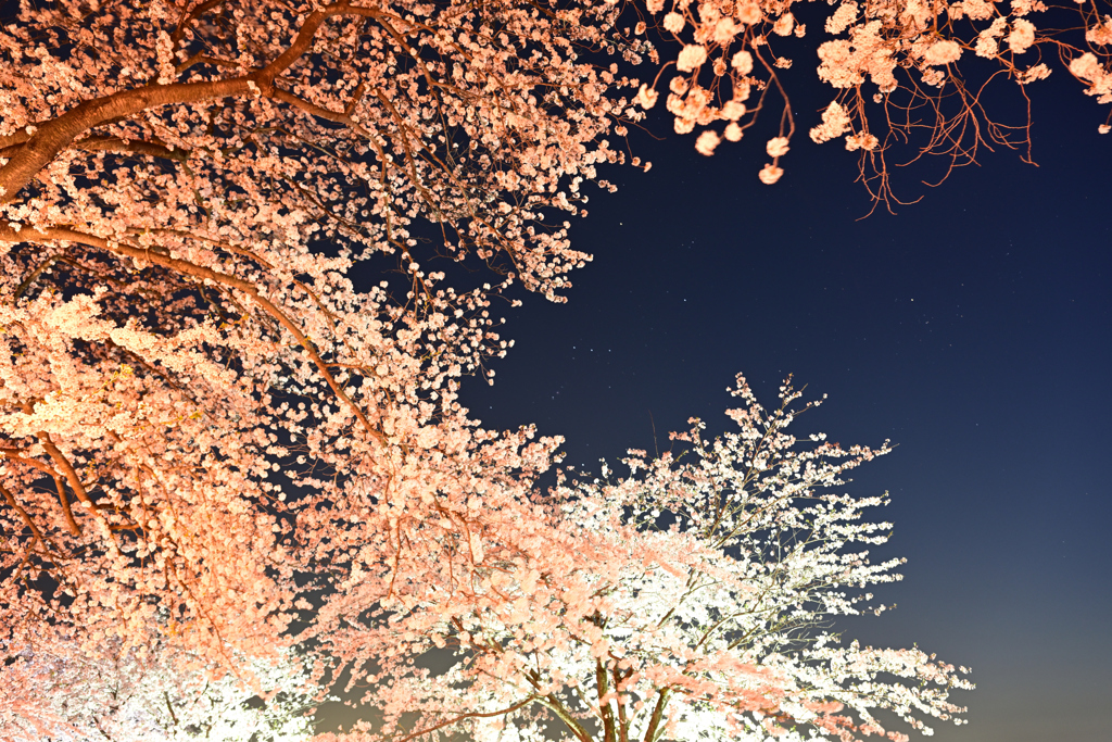 夜桜越しのオリオン座
