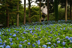 雲昌寺のあじさい