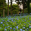雲昌寺のあじさい