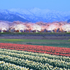 ライトアップされた舟川べりの桜