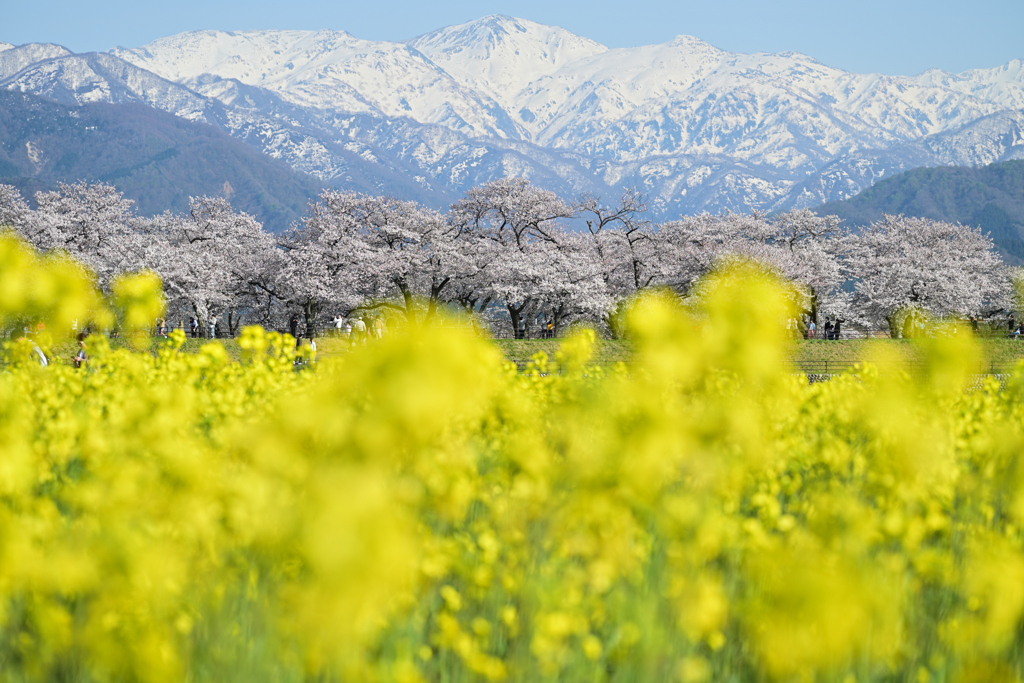 舟川べりの桜