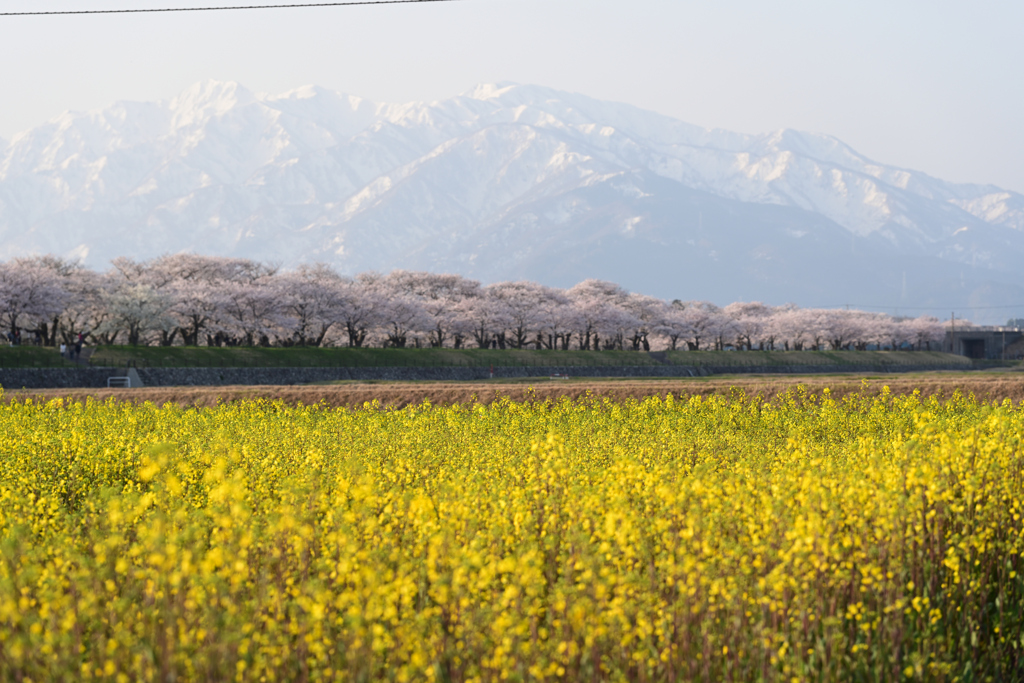 富山　舟川ベリの桜