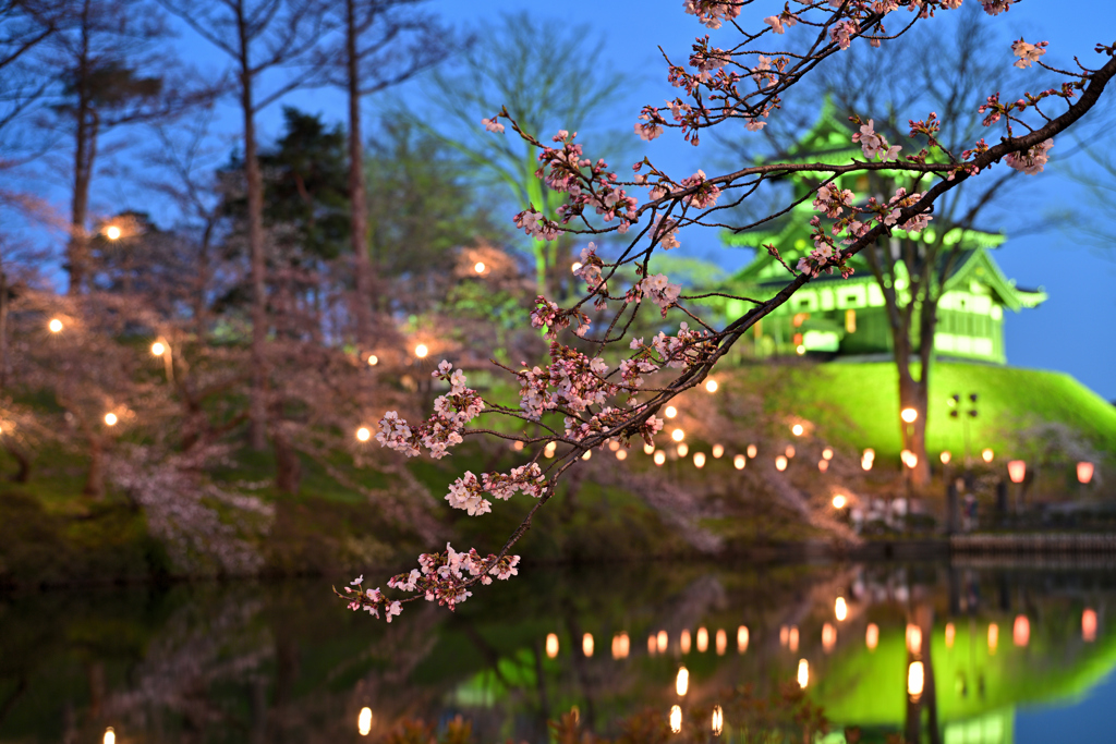 夜桜 ５分咲き