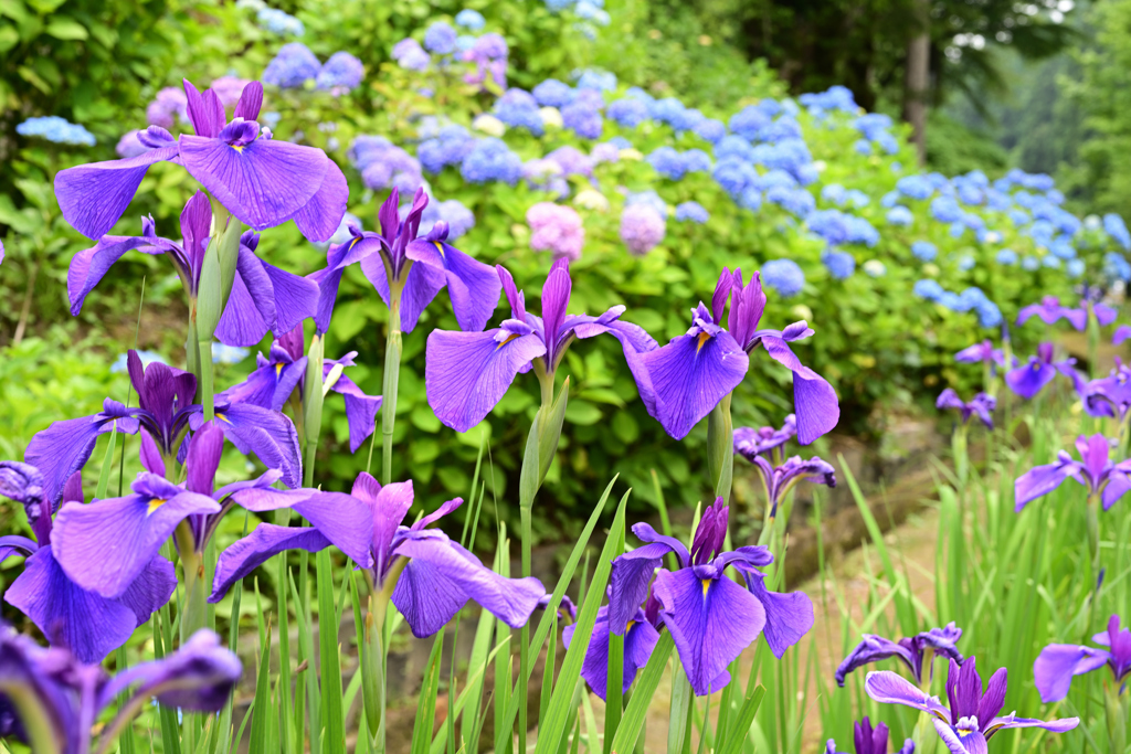 花しょうぶ1