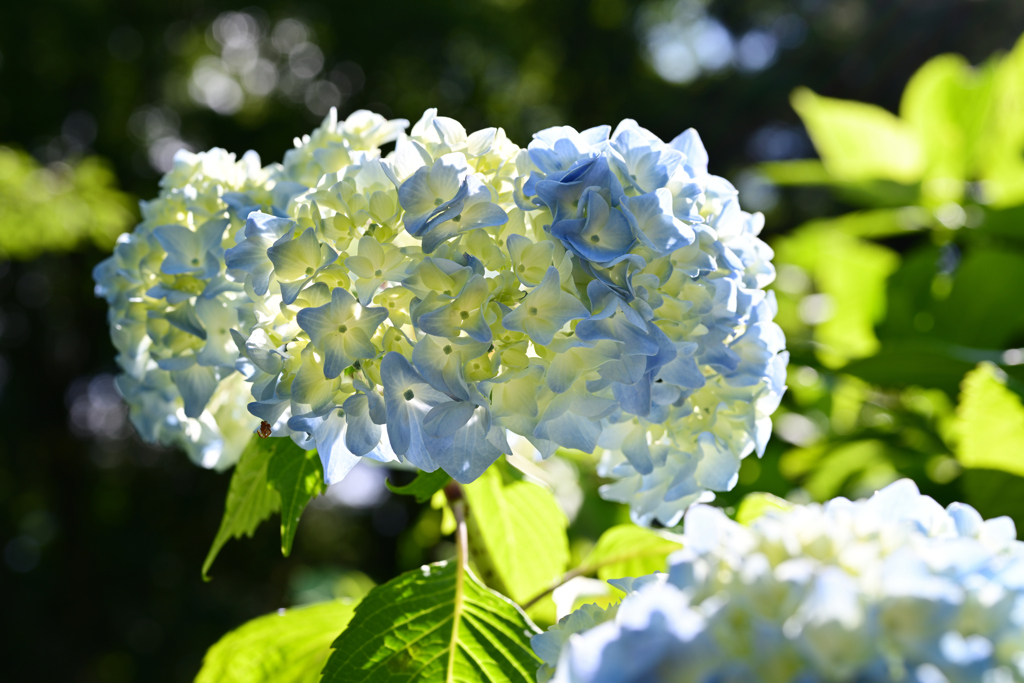 紫陽花