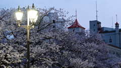 富山松川べりの桜