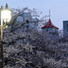 富山松川べりの桜
