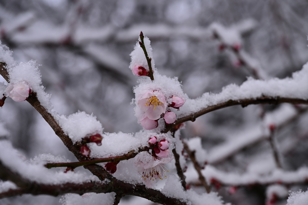 雪の日の梅