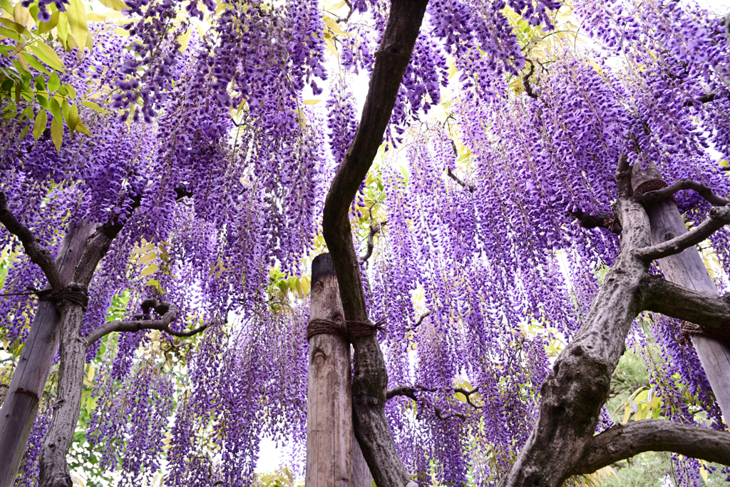 藤の花