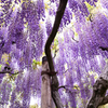 藤の花