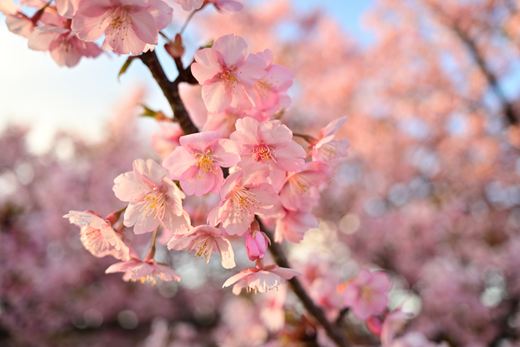 海岸通りの河津桜