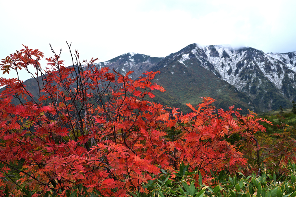 弥陀ヶ原の紅葉
