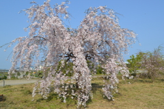 枝垂れ桜