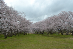 勝浦川河川敷の桜