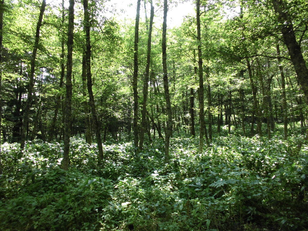 長野県上高地の原生林