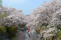 桜の中の遊覧船