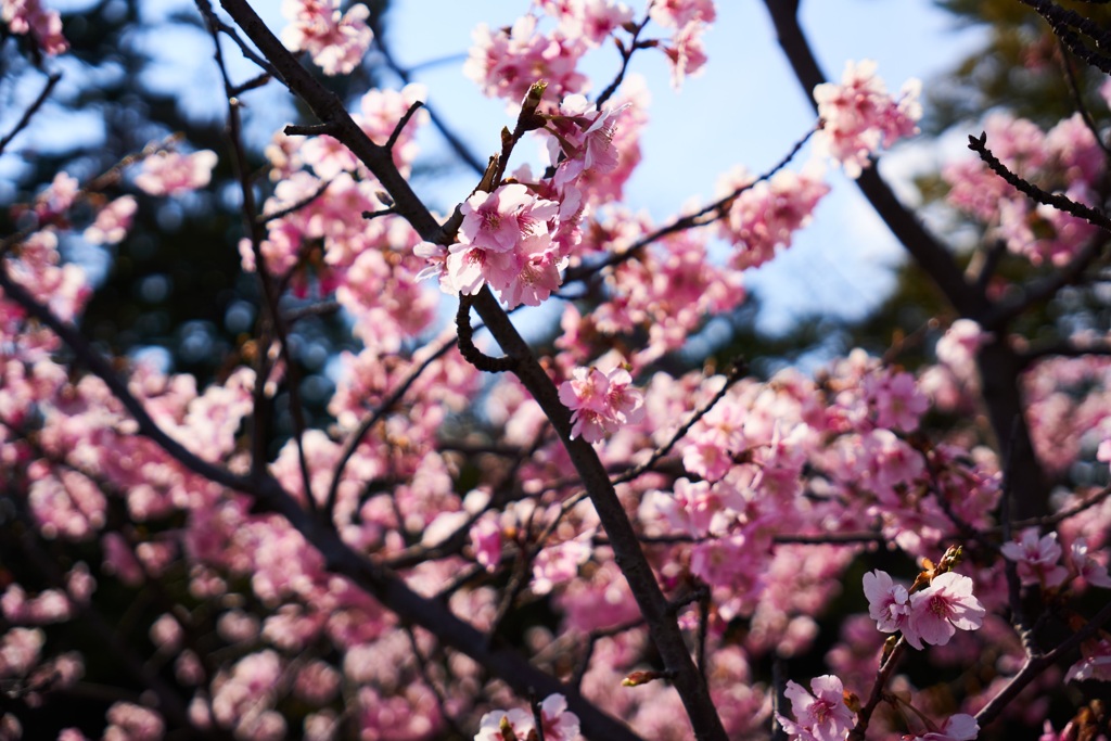 河津桜