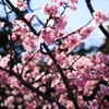 河津桜