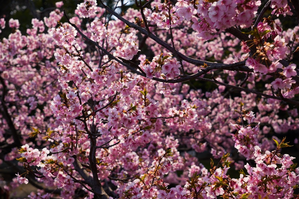 河津桜