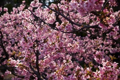 河津桜