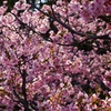 河津桜