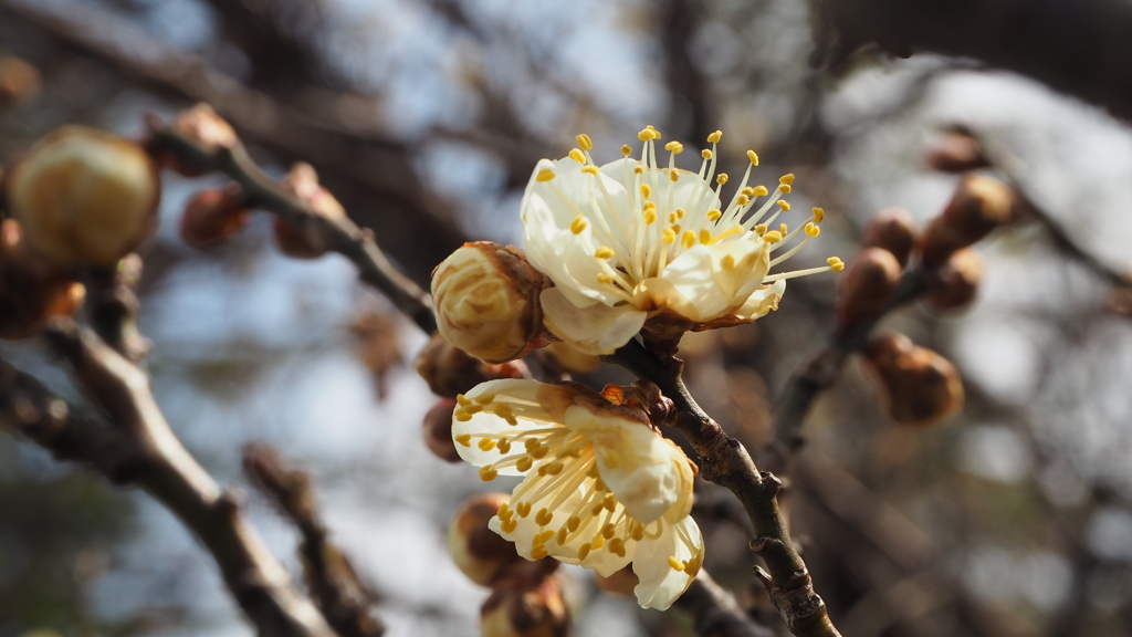 開花