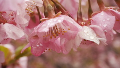 雨上がり