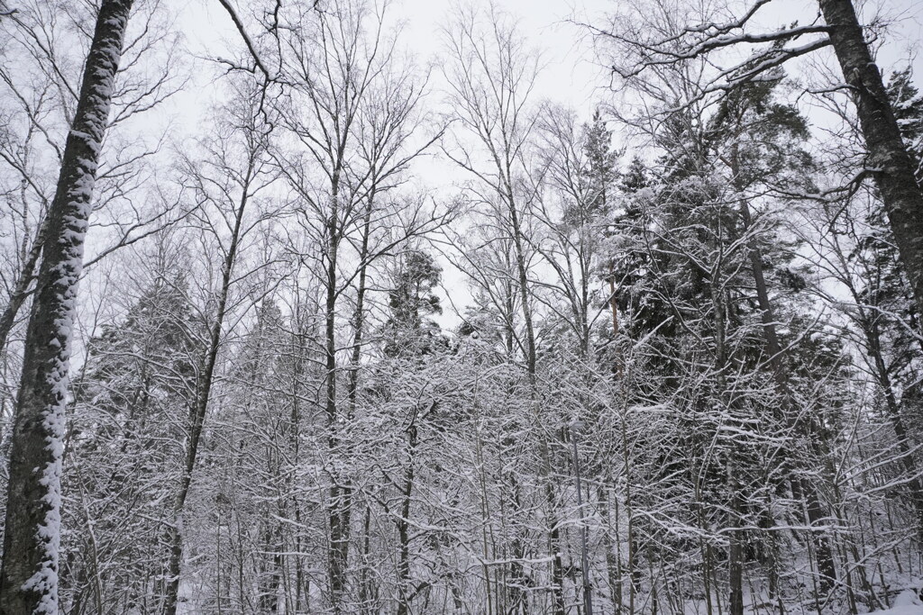 4月の雪景色