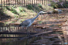 アオサギ　須磨離宮公園