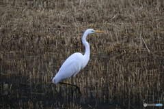 ダイサギ　あいな里山公園