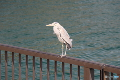 アオサギ　舞子公園