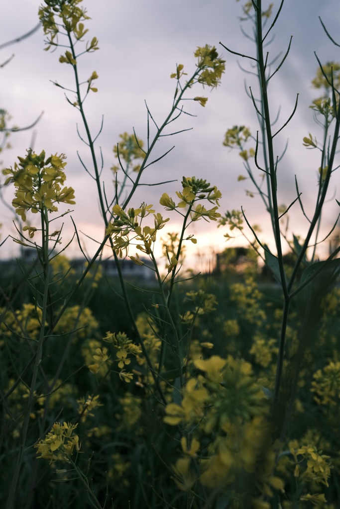 菜の花