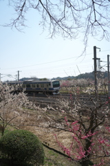 電車と梅