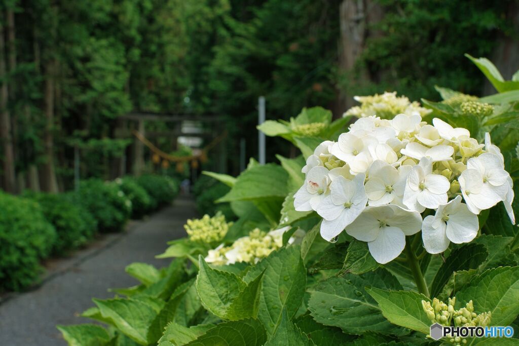 紫陽花04