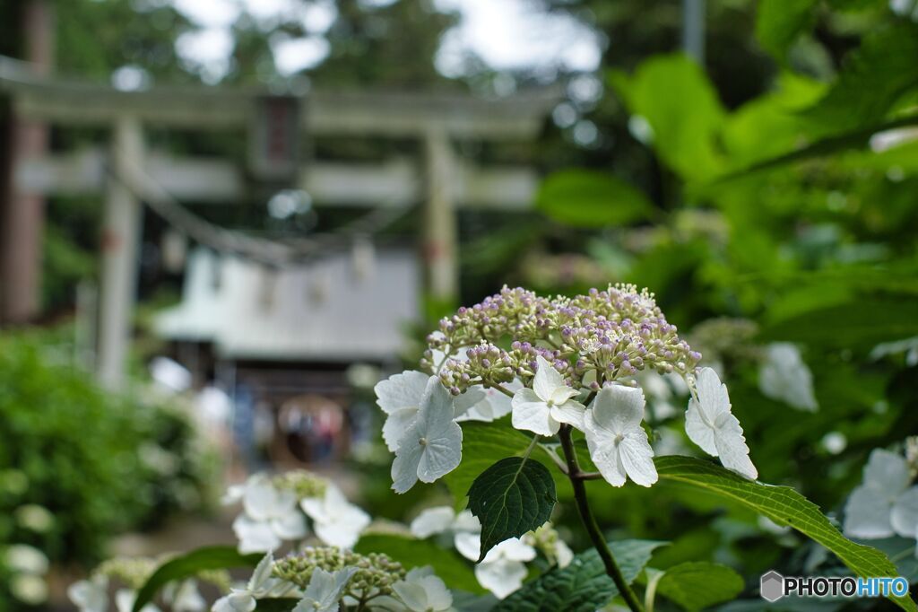 紫陽花02